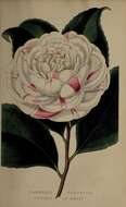 Image of camellia