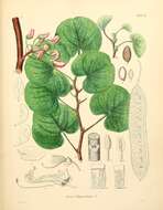 Image of redbud