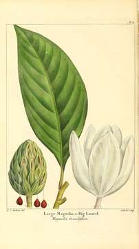 Image of southern magnolia