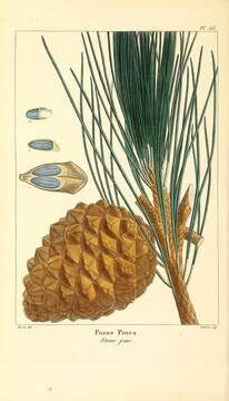 Plancia ëd Pinus pinea L.