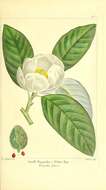 Sivun Magnolia virginiana subsp. virginiana kuva