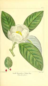 Imagem de Magnolia virginiana subsp. virginiana