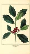 Image of American holly