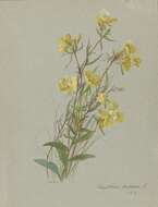 Image of Shrubby sundrops