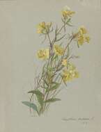 Imagem de Oenothera fruticosa L.