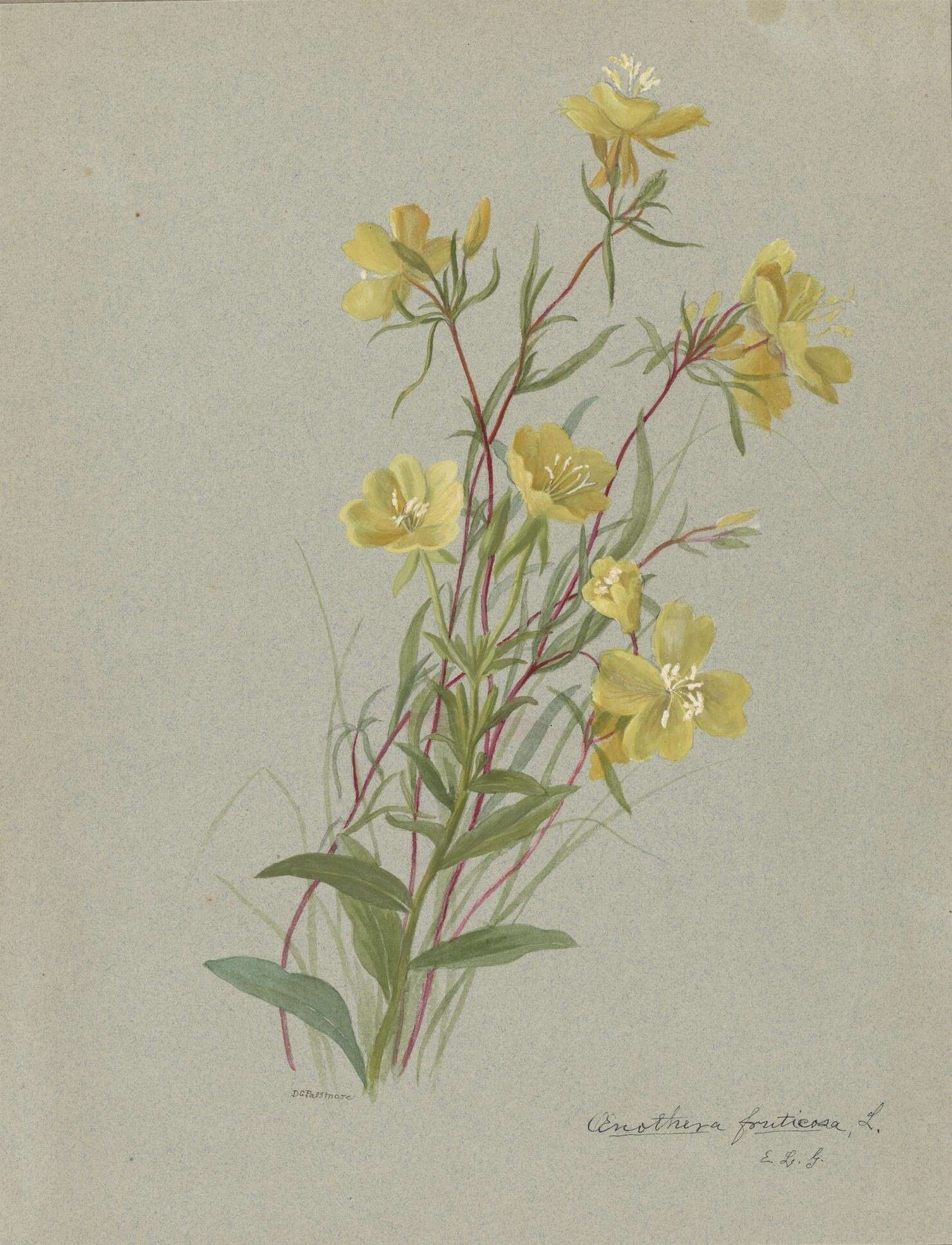 Imagem de Oenothera fruticosa L.