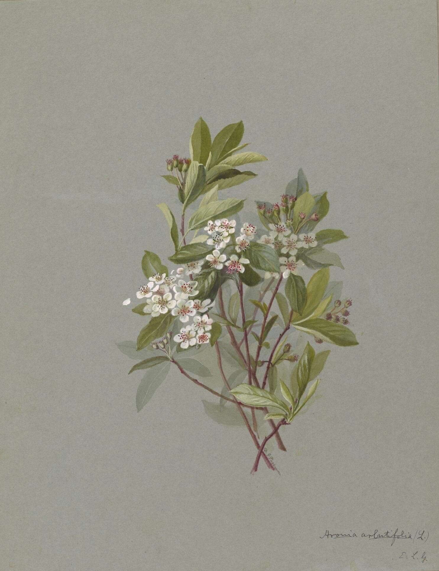 Image of Red Chokeberry