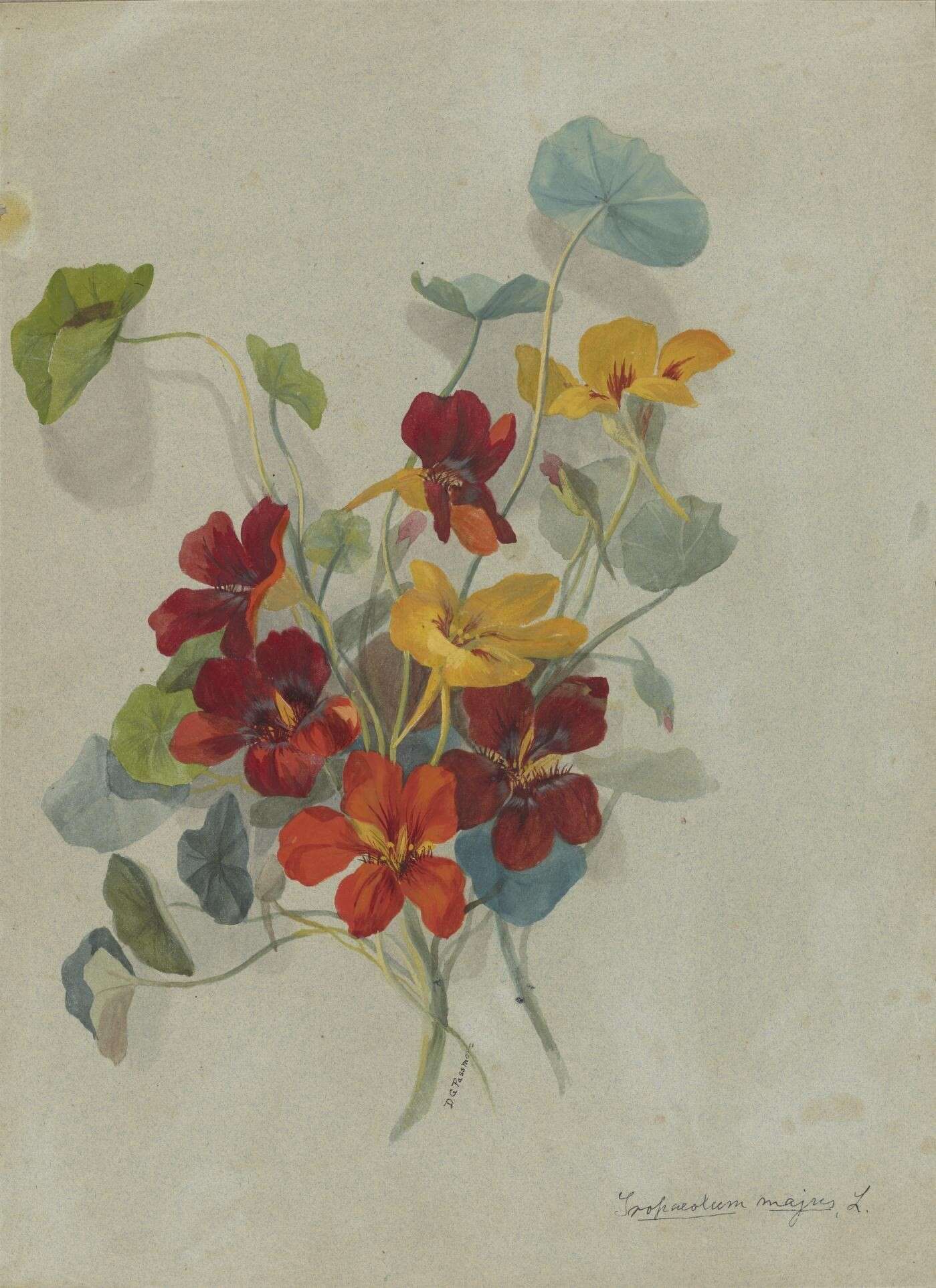 Image of Garden Nasturtium