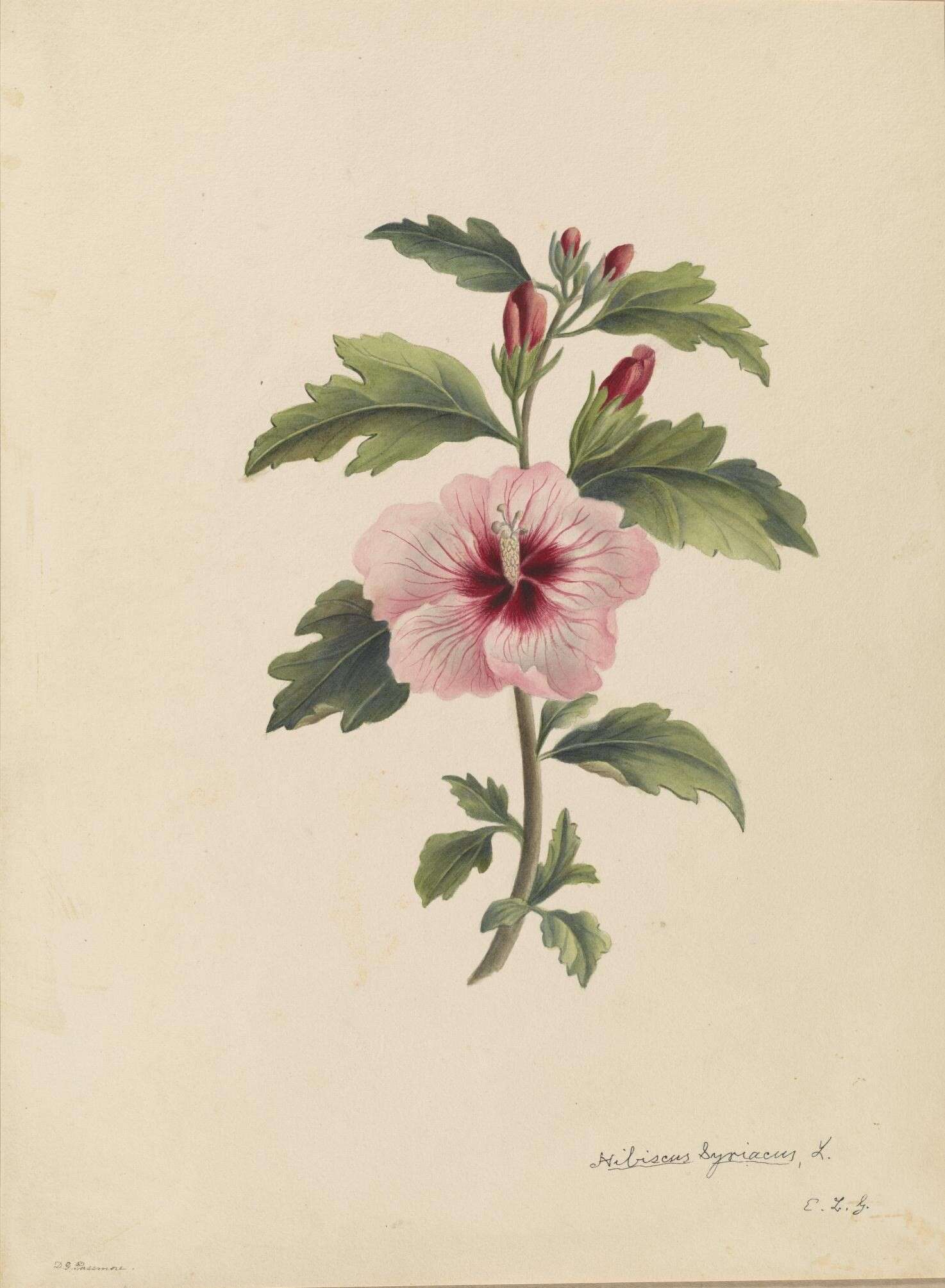 Imagem de Hibiscus syriacus L.