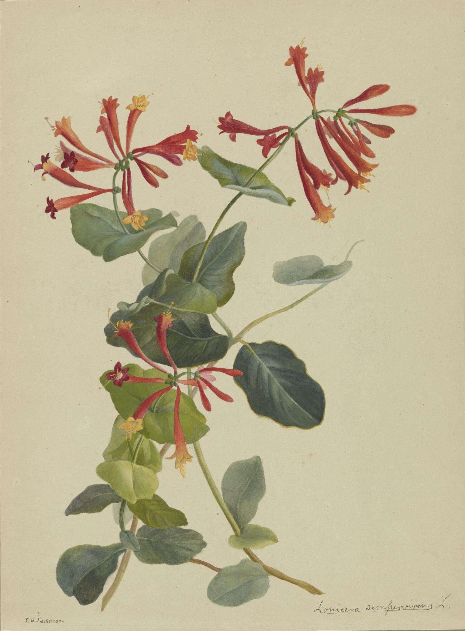 Image of trumpet honeysuckle