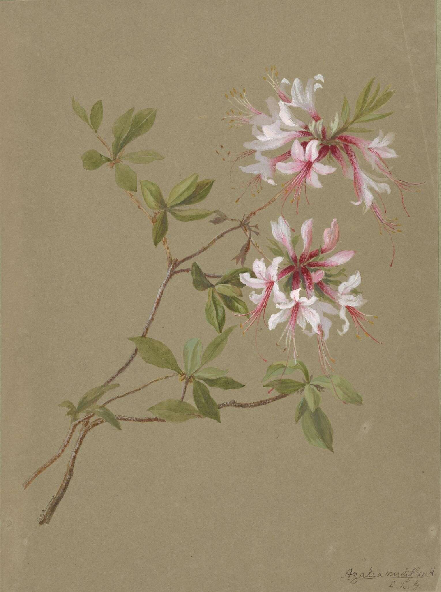 Image of pink azalea