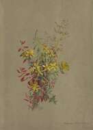 Image of St John's wort