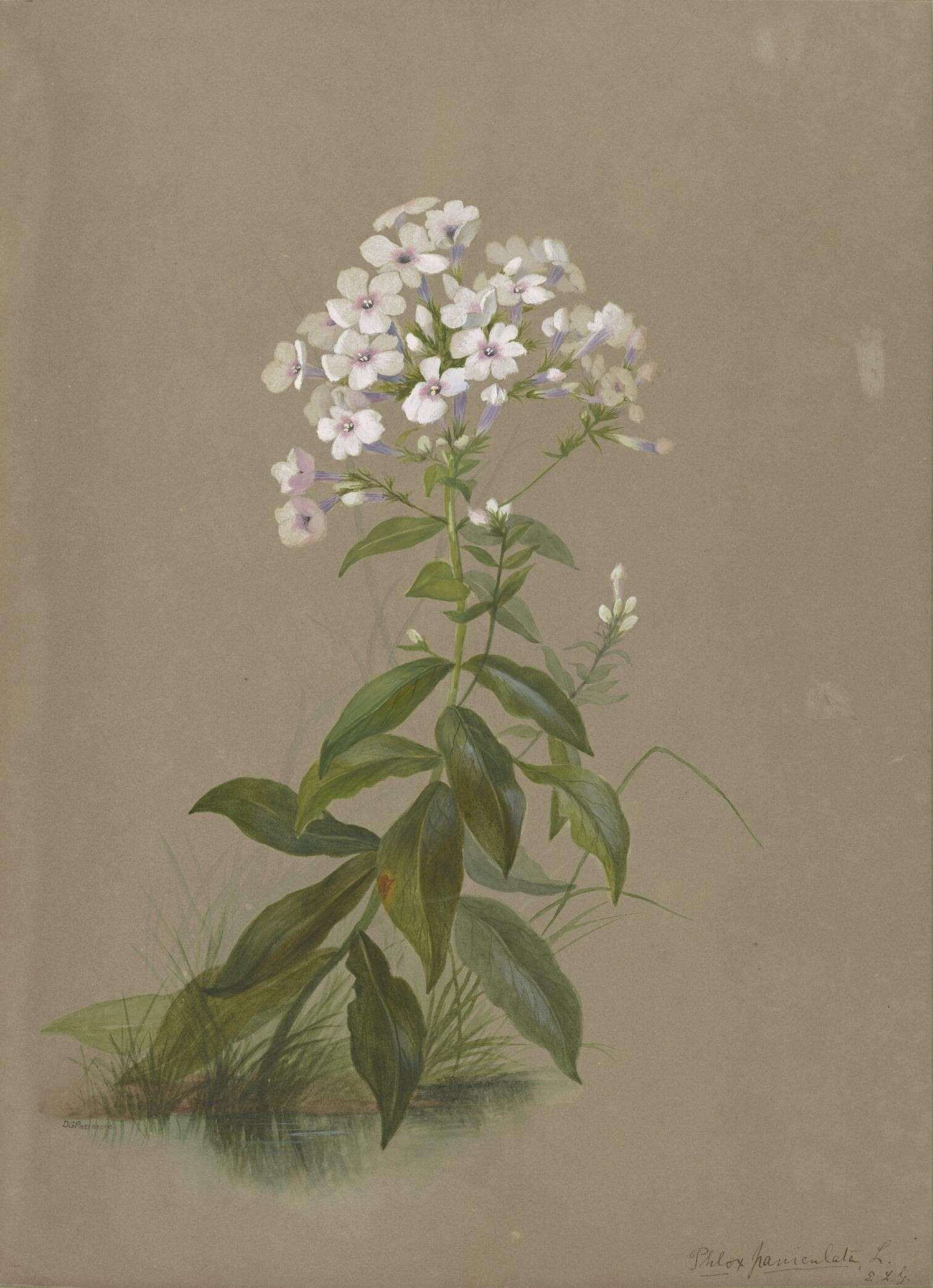 Imagem de Phlox paniculata L.