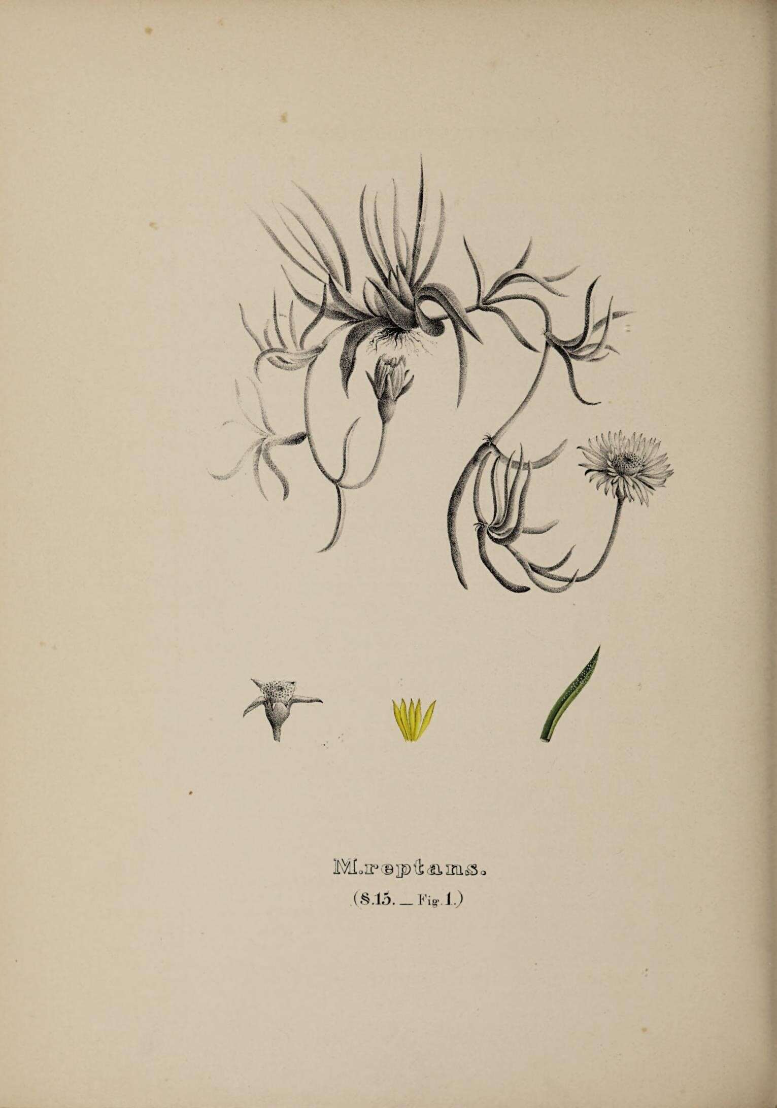 Plancia ëd Aizoaceae