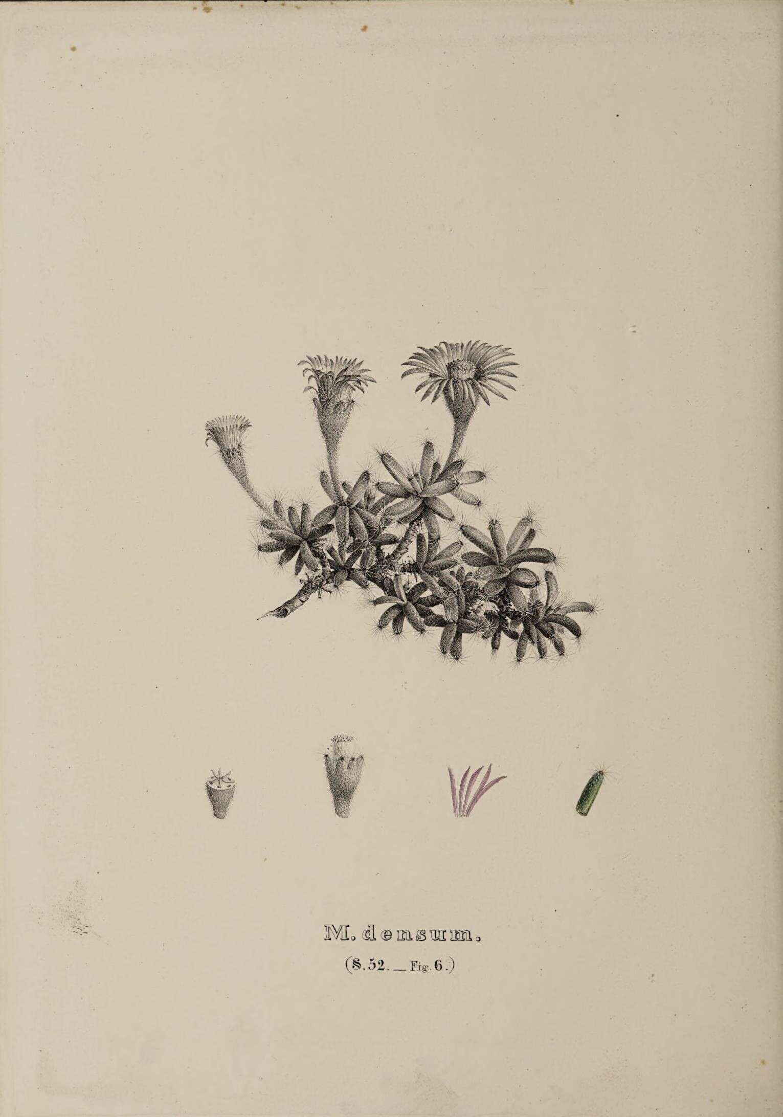 Plancia ëd Aizoaceae