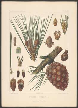 Plancia ëd Pinus pinea L.