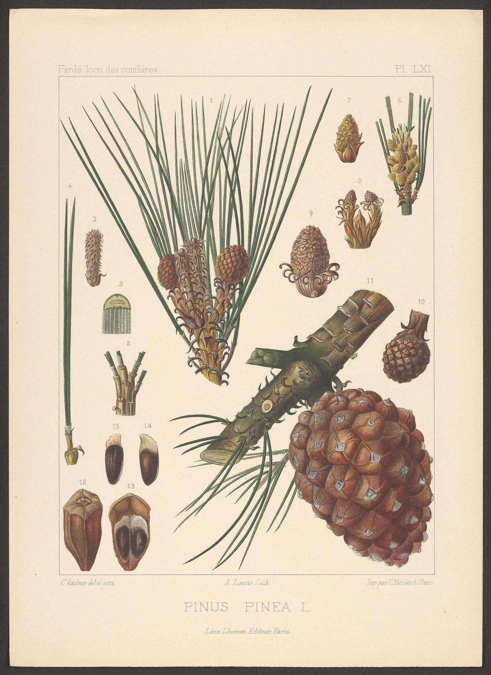 Plancia ëd Pinus pinea L.