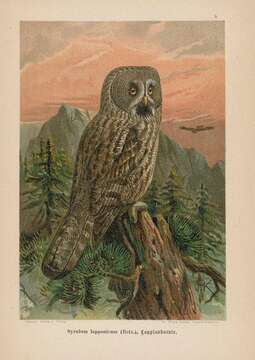 Image of Strix nebulosa lapponica Thunberg 1798