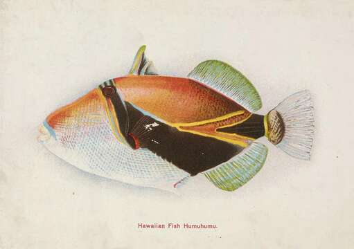 Image of Reef triggerfish