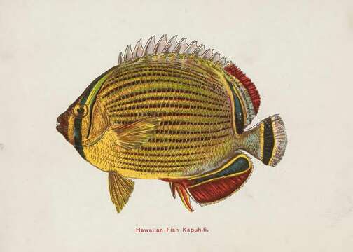 Image of Lineated Butterflyfish