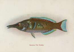 Image of Bird wrasse