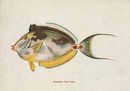 Image of Barcheek Unicornfish