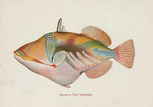Image of Lagoon triggerfish