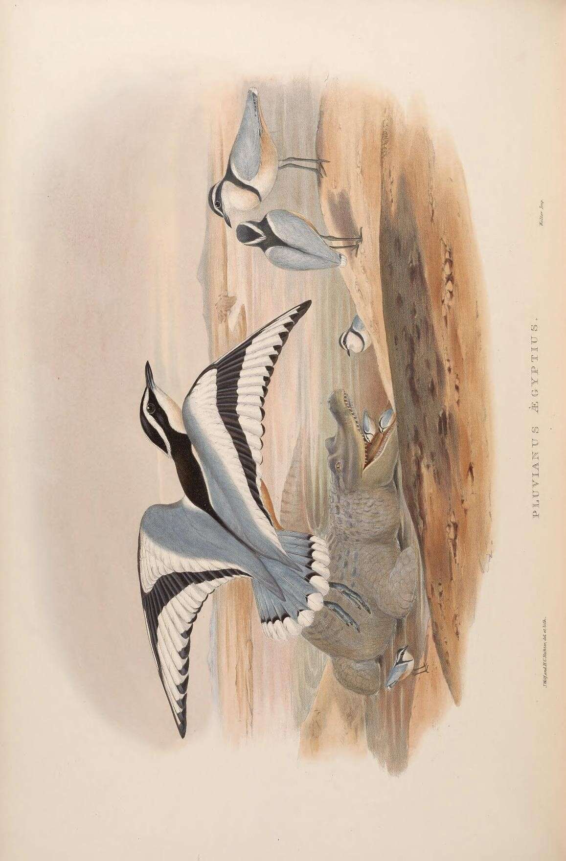 Image of Egyptian plovers