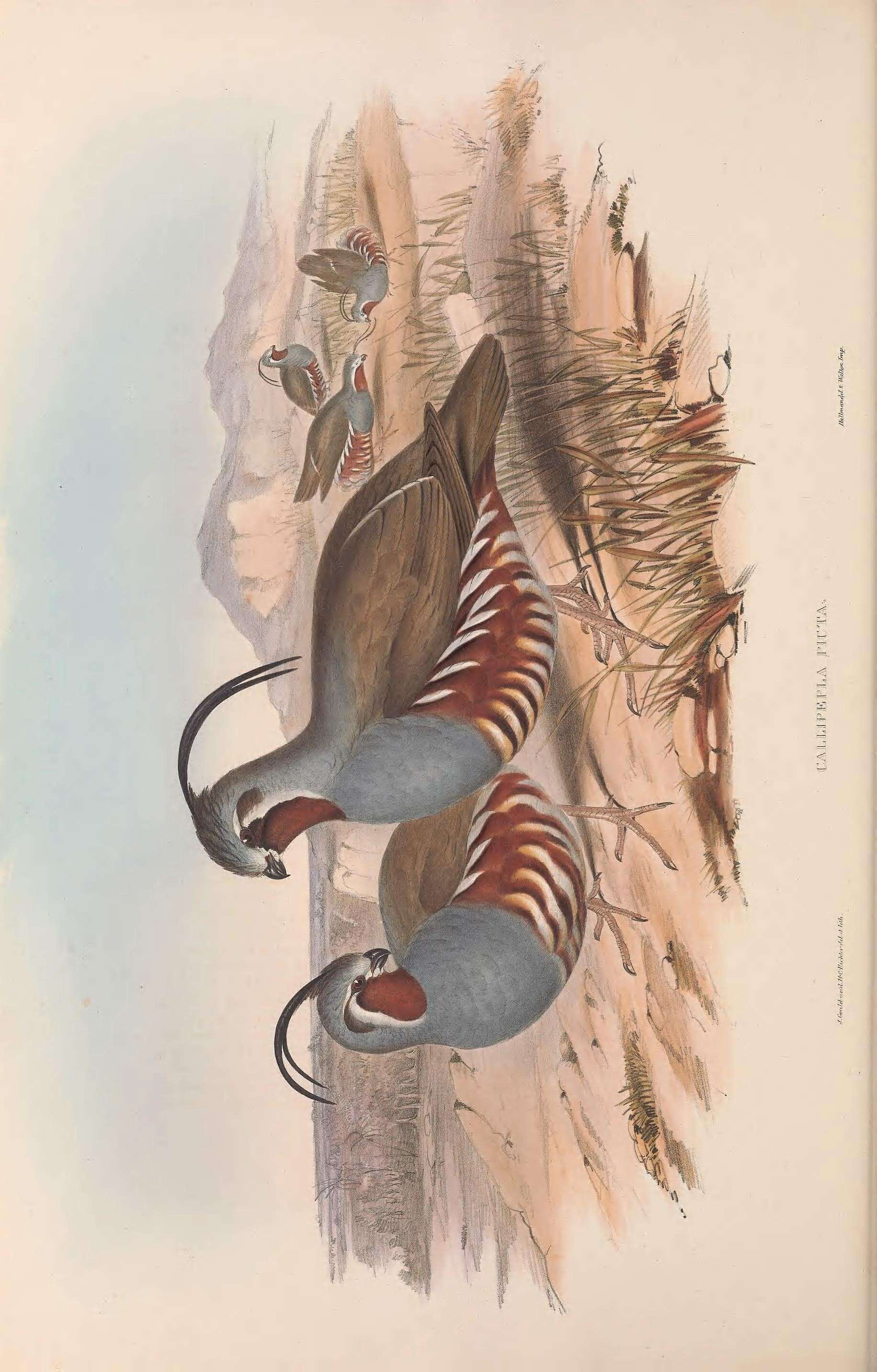 Image of Oreortyx Baird & SF 1858