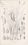 Image of Carex depressa subsp. basilaris (Jord.) Cif. & Giacom.