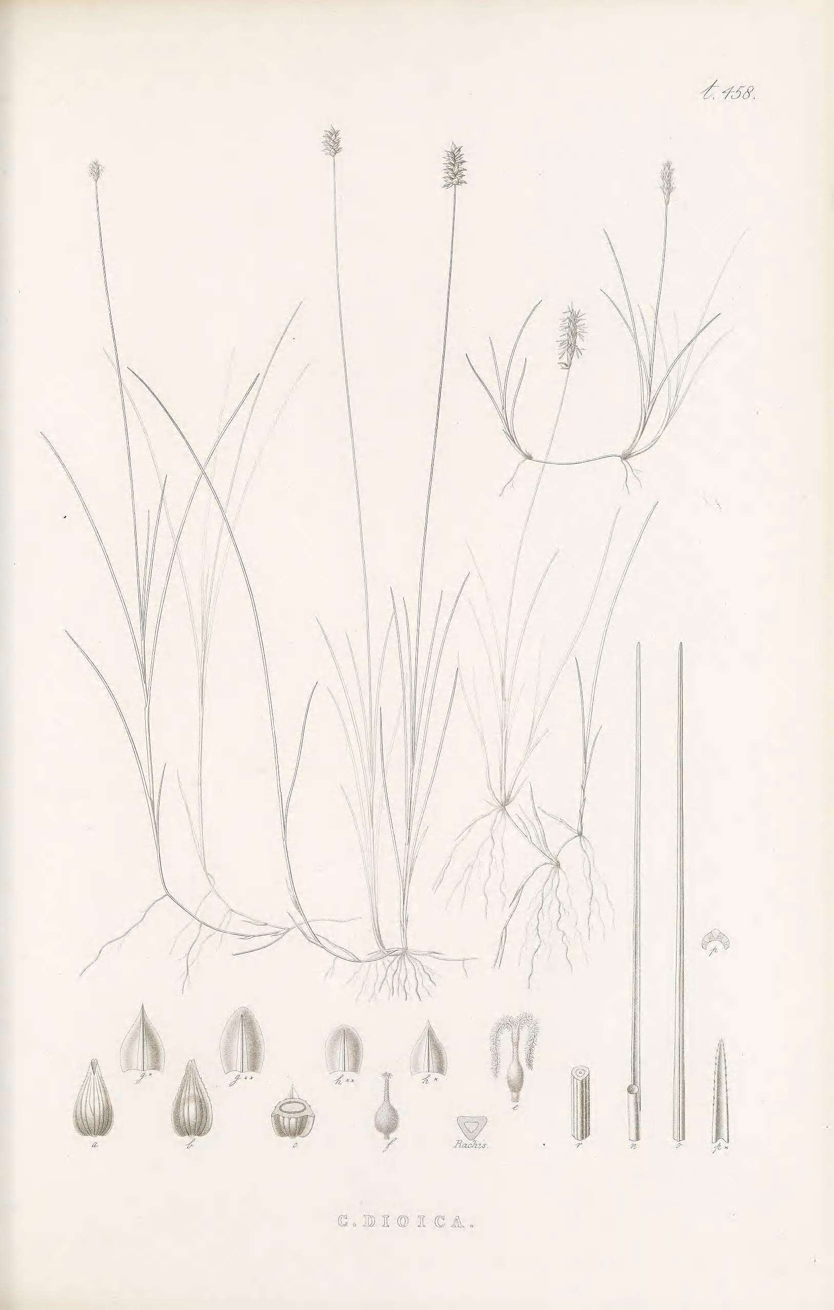 Image of dioecious sedge