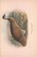 Image of Tasmanian Emu