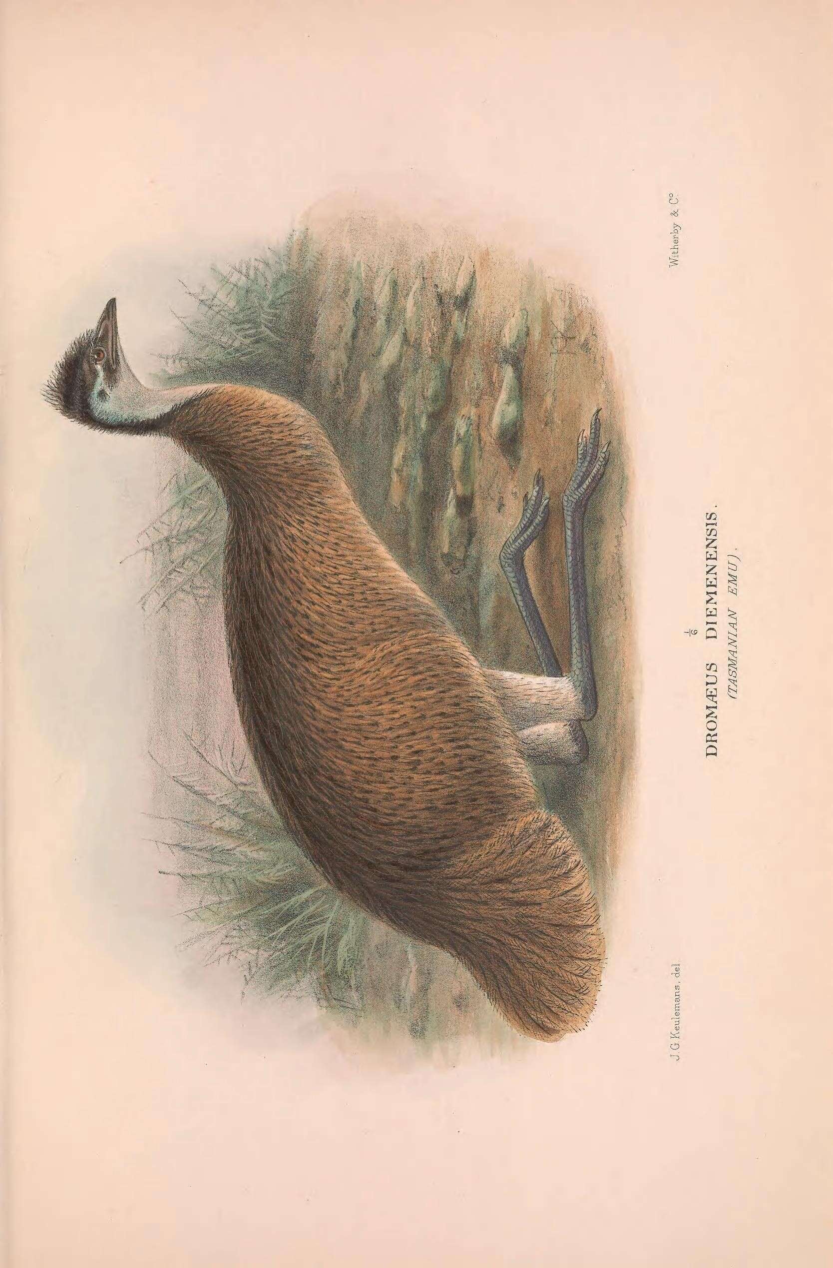 Image of Tasmanian Emu