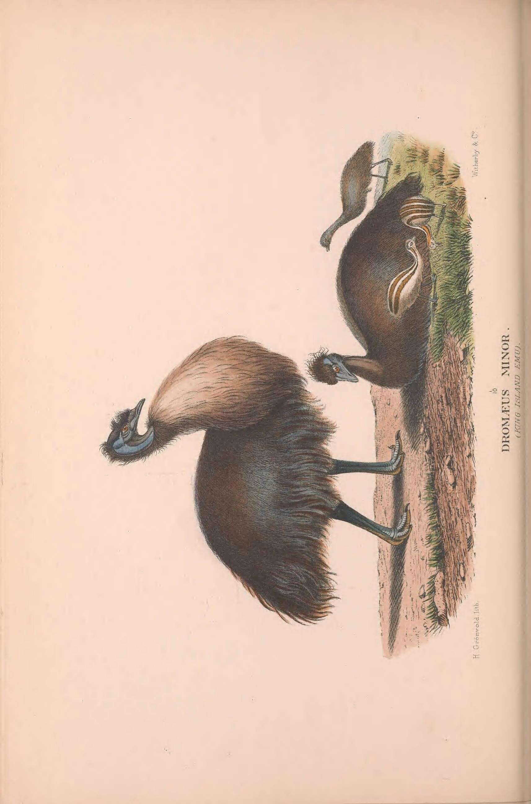 Image of King Island Emu