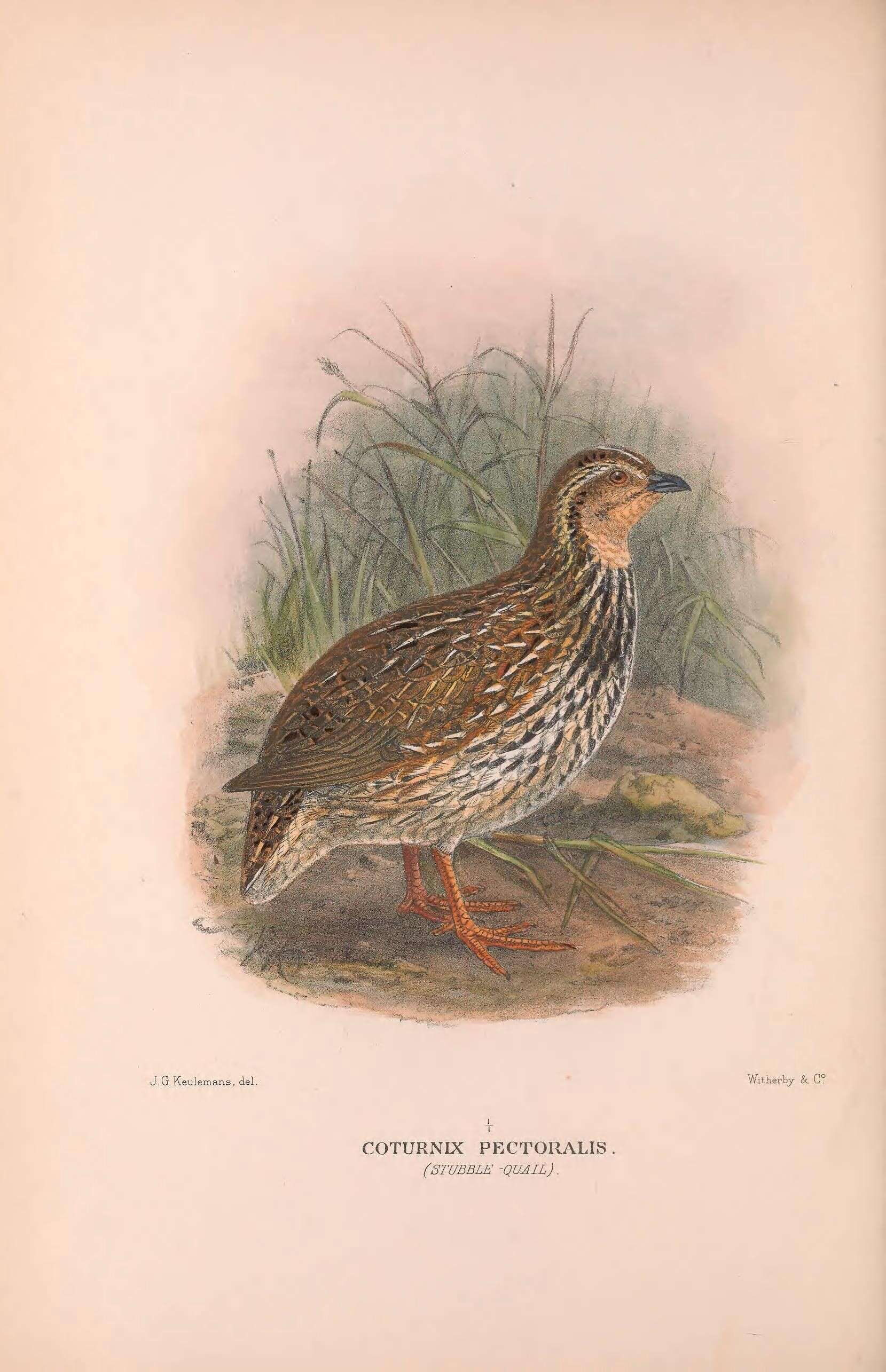 Image of Stubble Quail