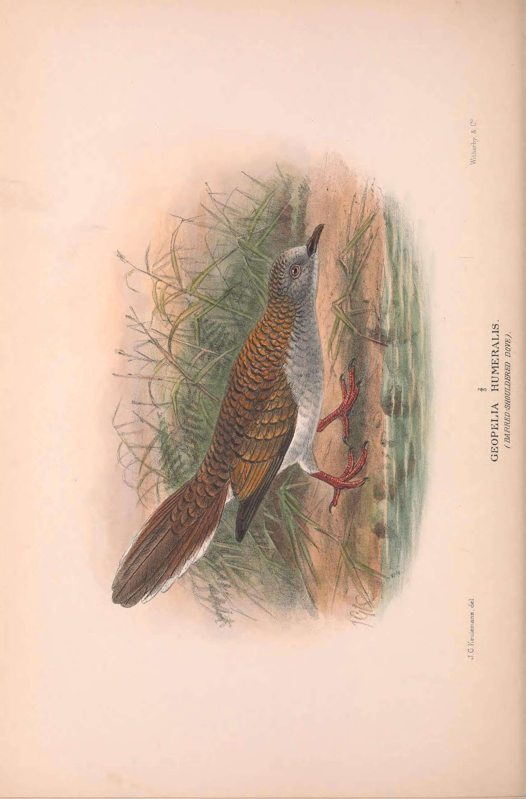 Image of Bar-shouldered Dove