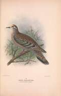 Image of Common Bronzewing