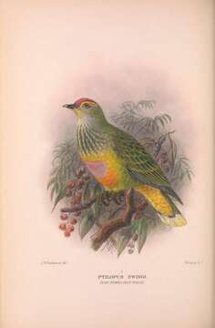 Image of Rose-crowned Fruit Dove