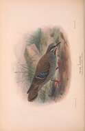 Image of Brush Bronzewing