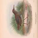 Image of Lewin's Rail