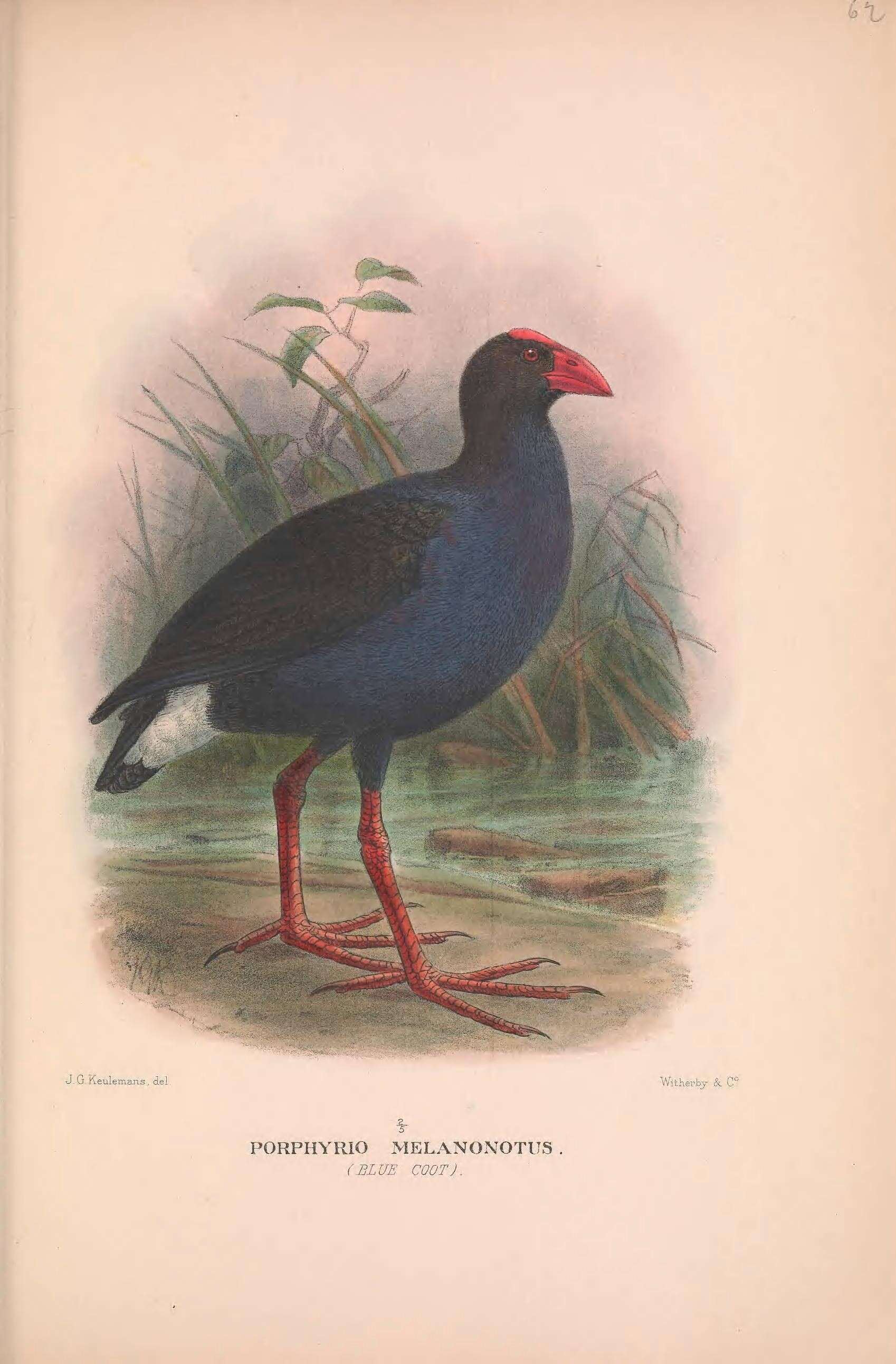 Image of Australasian Swamphen