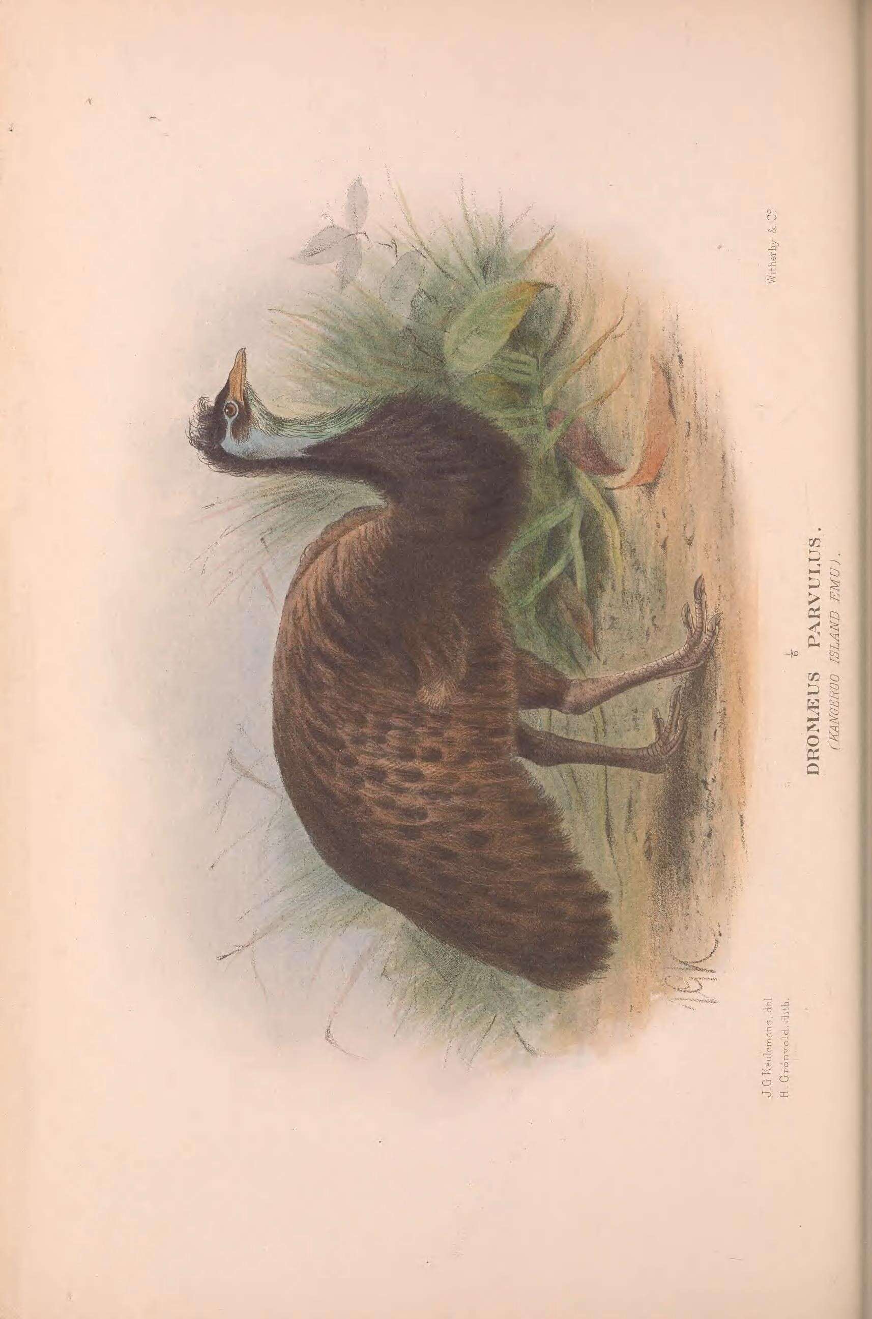 Image of Kangaroo Island Emu