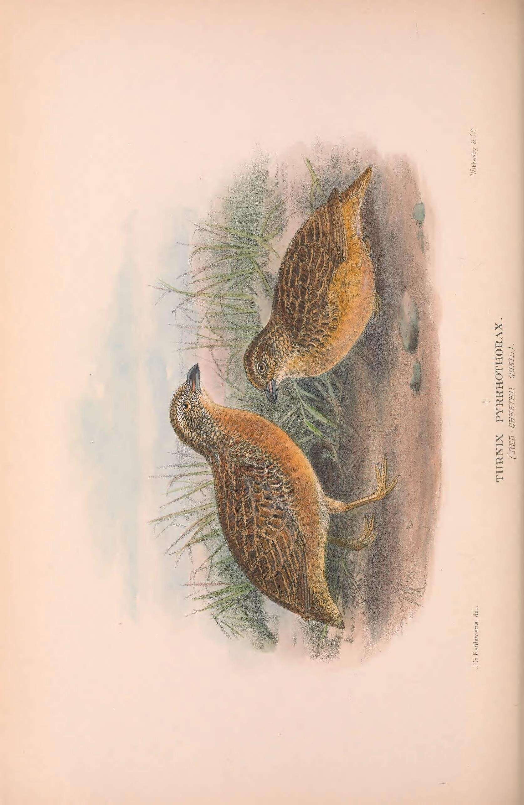 Imagem de Turnix pyrrhothorax (Gould 1841)
