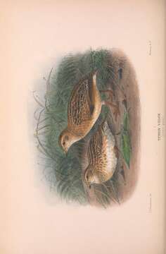 Image of Little Button-quail