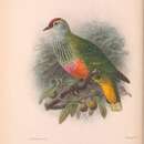 Image of Rose-crowned Fruit Dove