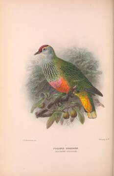 Image of Rose-crowned Fruit Dove