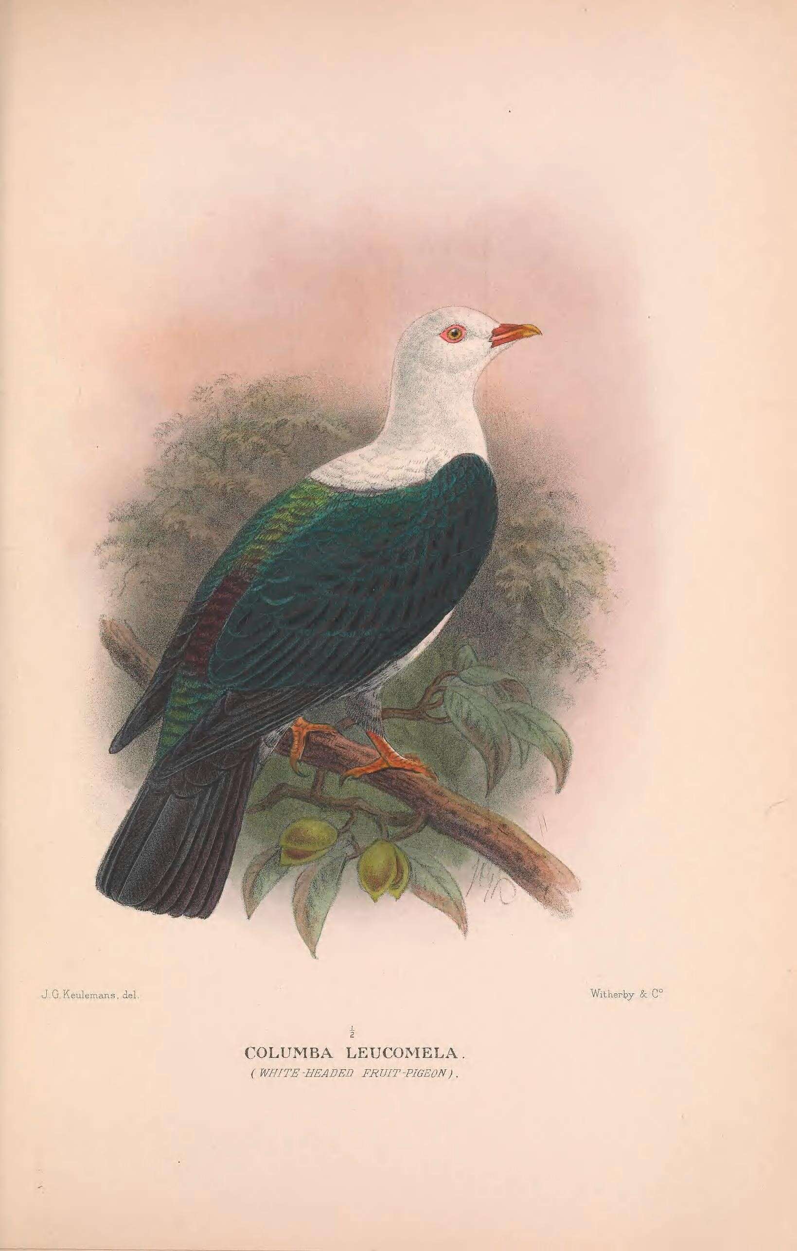 Image of White-headed Pigeon