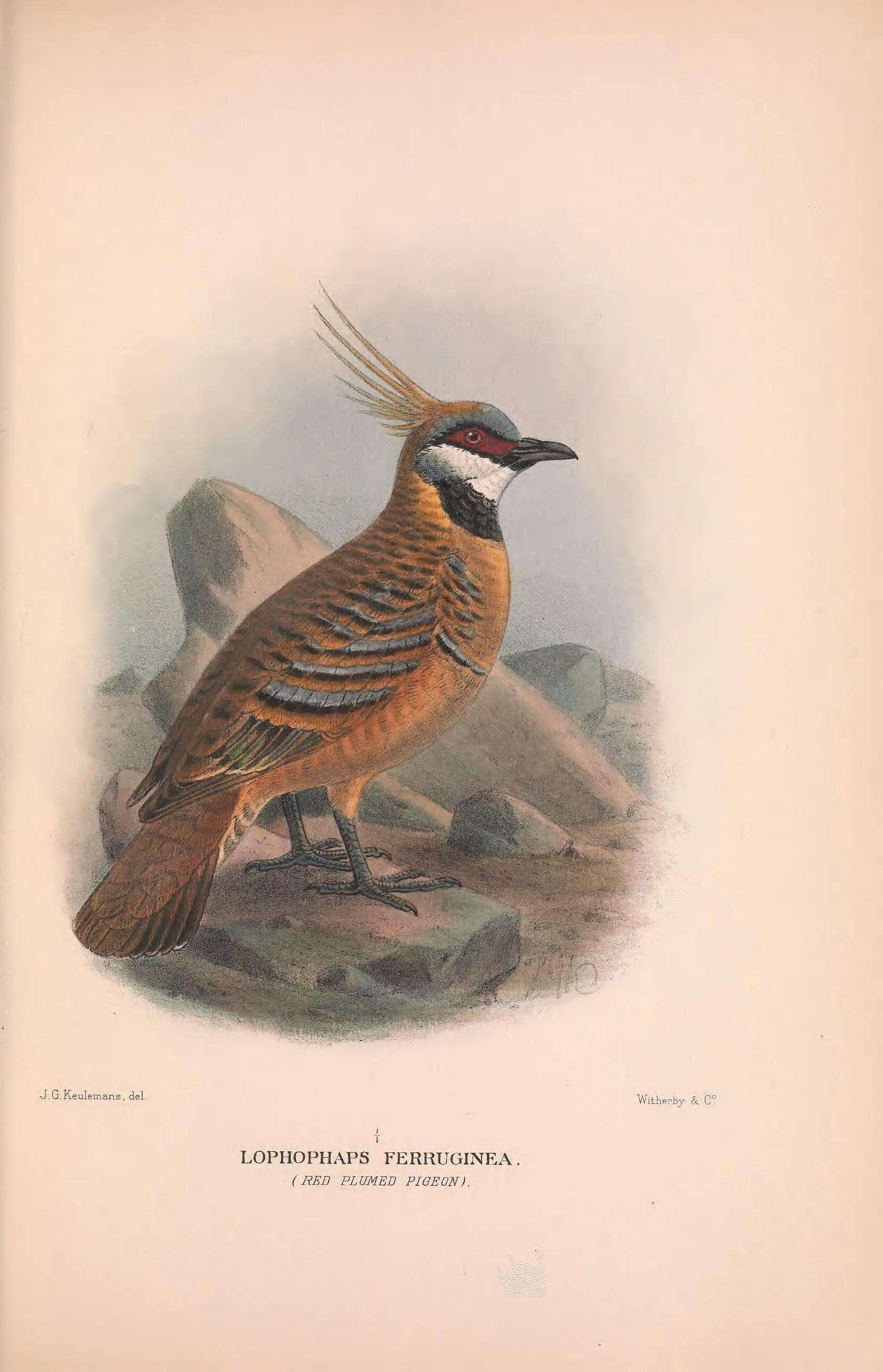 Image of Spinifex Pigeon