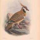 Imagem de Geophaps plumifera plumifera Gould 1842