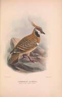 Image of Spinifex Pigeon